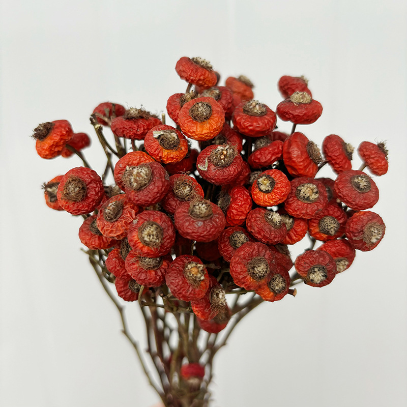 Dried Flower Bulk - 10 pièces/lot de baies de cynorrhodon