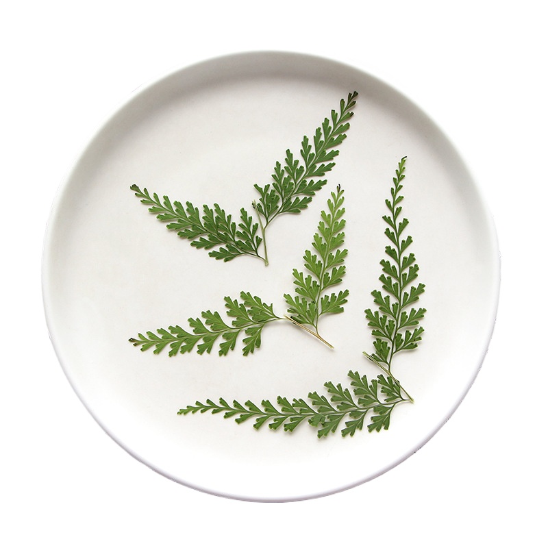Nature PMurcia Fern Branches,  - Dried Flower Bulk avis et prix