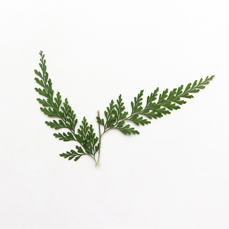 Nature PMurcia Fern Branches,  - Dried Flower Bulk avis et prix