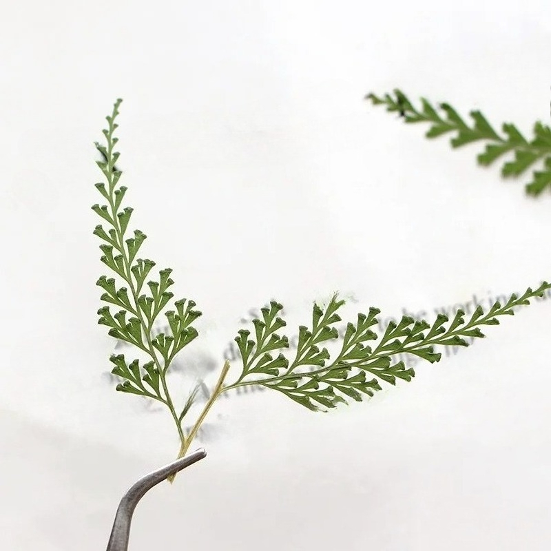 Nature PMurcia Fern Branches,  - Dried Flower Bulk avis et prix